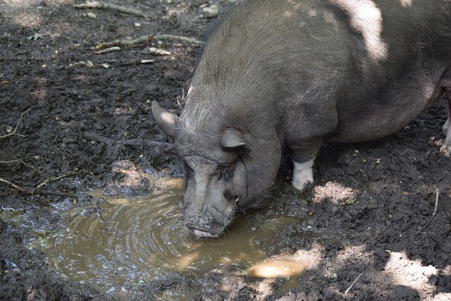 待托马斯的 待托马斯的