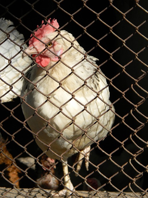 罗马连续11个赛季打进欧战16强，比同期意甲球队都至少多一倍.